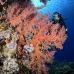 coral_soft_shsh_si_v_0092_egy4788.jpg